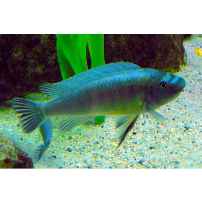 Labeotropheus Trewavasae Marmelade Cat