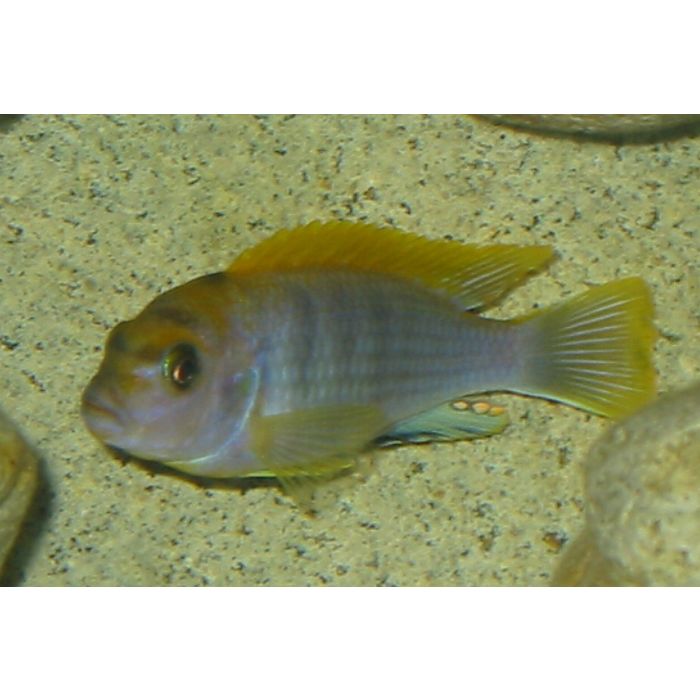 Labidochromis Hongi
