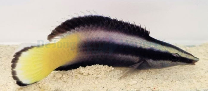 Labroides bicolor - Tweekleurige Poetsvis