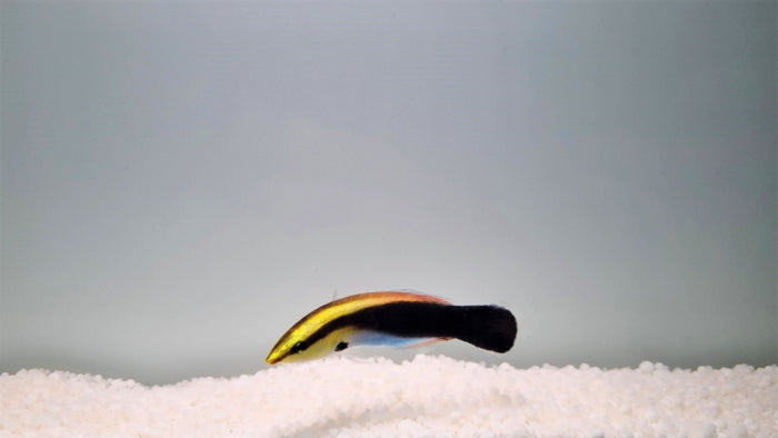 Labroides pectoralis - Zwartevlek Poetsvis