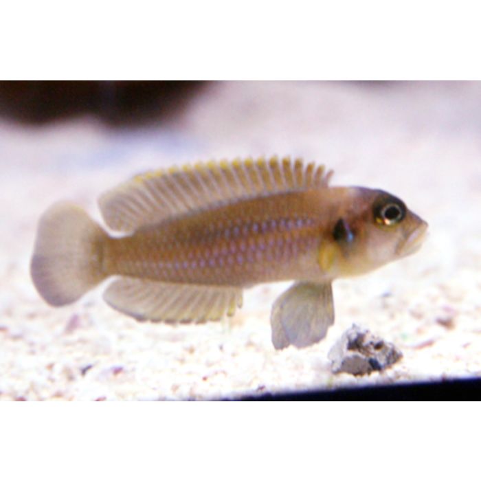 Lamp./Neolamprologus Ocellatus