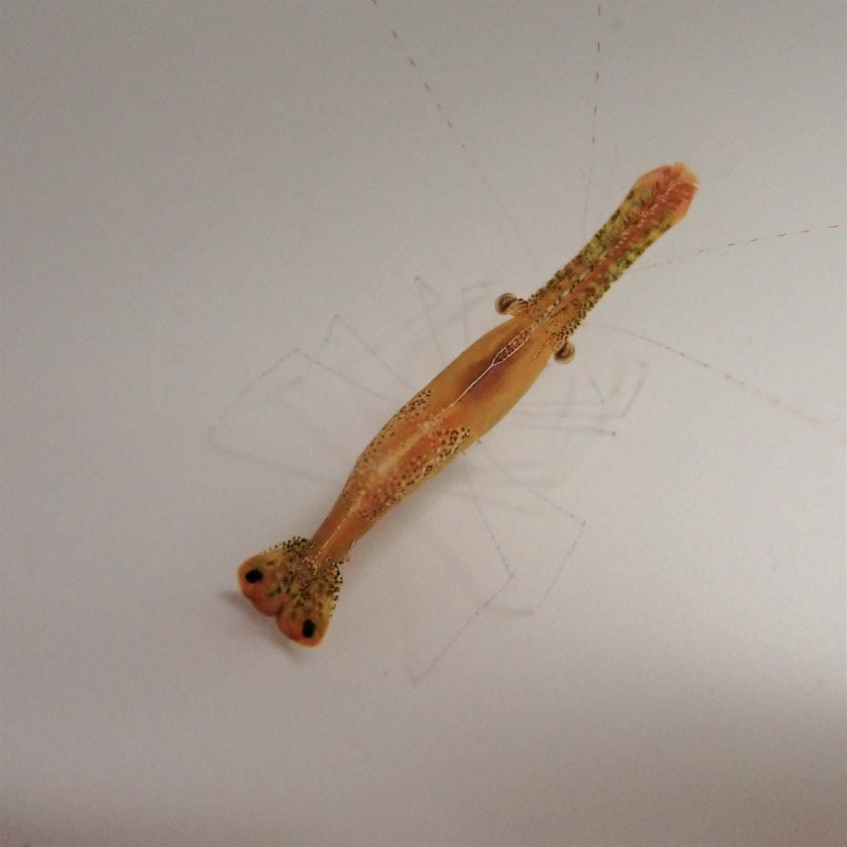 Leander plumosus - Donald duck shrimp