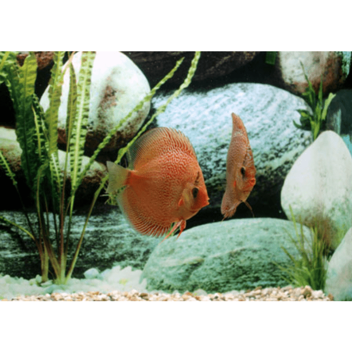 Stendker Leopard Snake Skin Diskusfisch