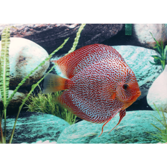 Stendker Leopard Snake Skin Discusvis