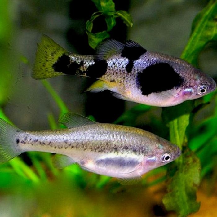 Skiffia Multipunctata / Levendbarende Hooglandkarper