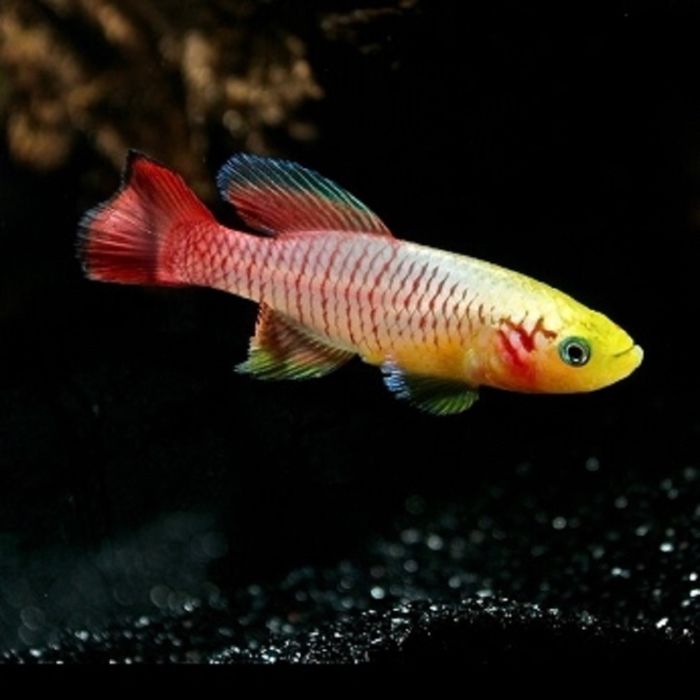 Nothobranchius Guentheri Gold / Tandkarper