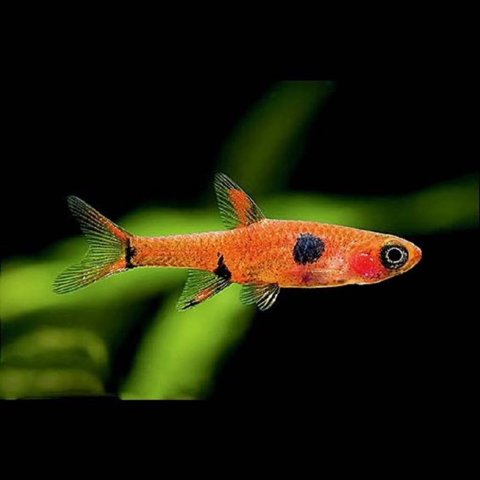 Rasbora Maculatus