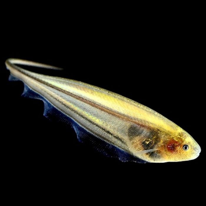 Eigenmannia Virescens / Groene mesvis