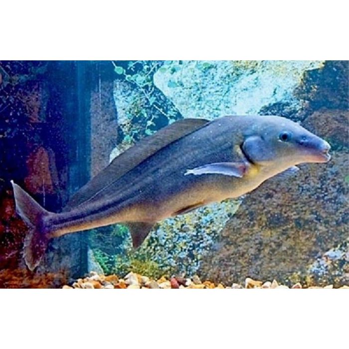 Mormyrus Longirostris 'Baby Dolfijn'