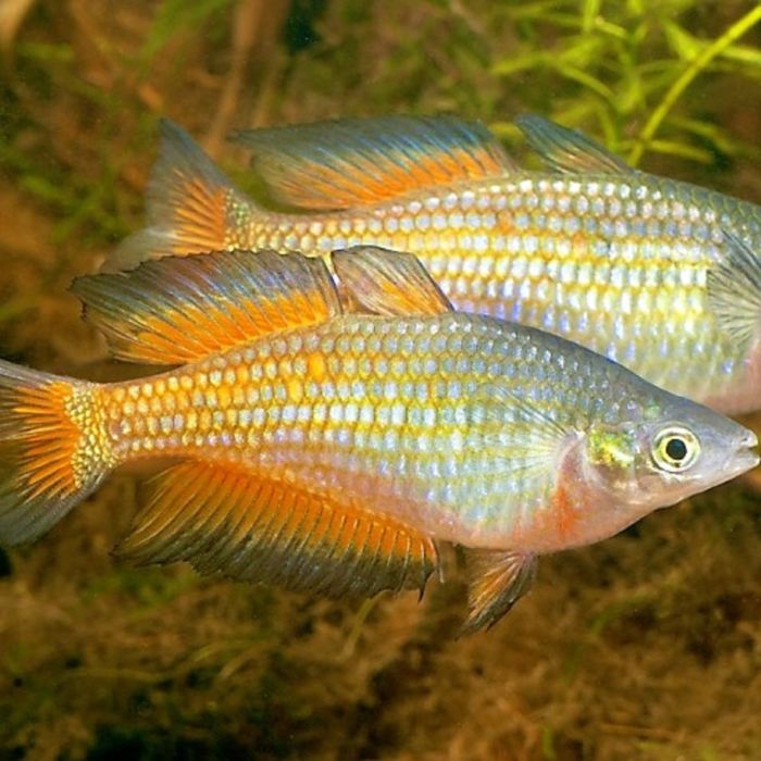 Melanotaenia Parkinsoni / Parkinsoni Regenboogvis