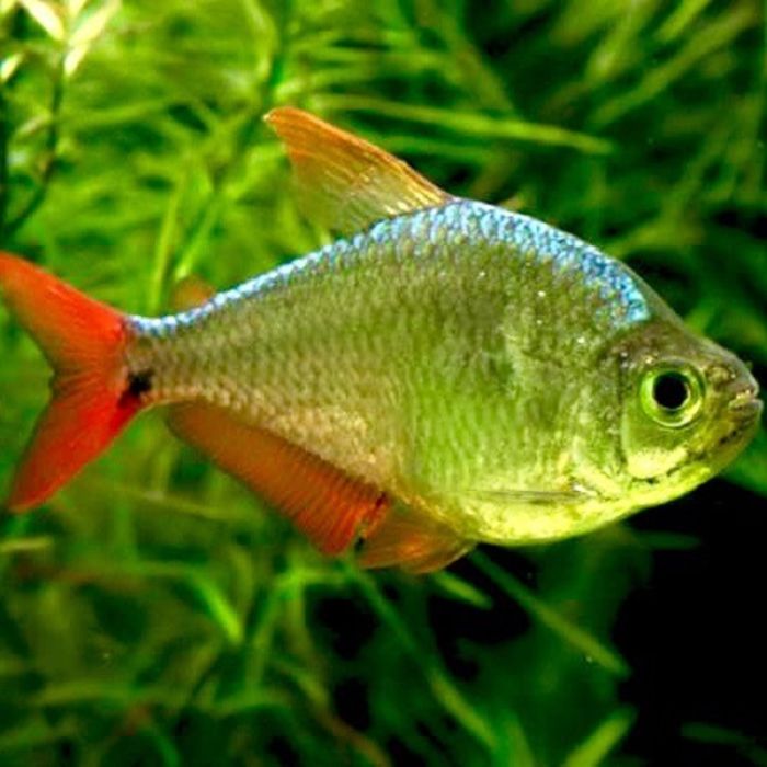Hyphessobrycon Equadoriensis Colombia Tetra
