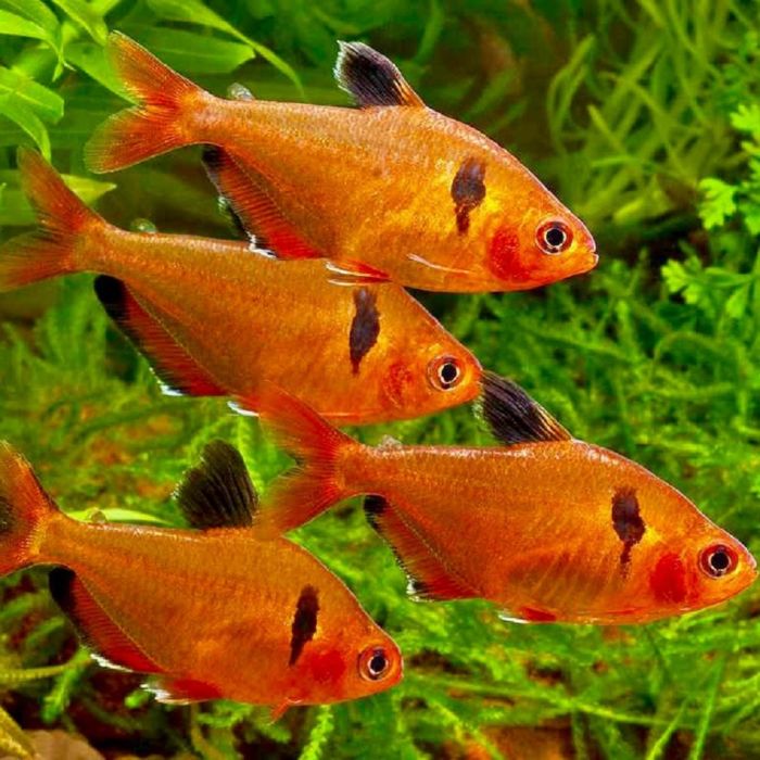 Hyphessobrycon Callistus / Rode Minor