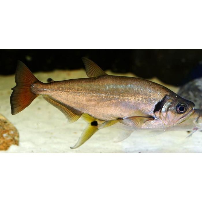 Hydrolycus Scomberoides Red Tail / Vampier Tetra