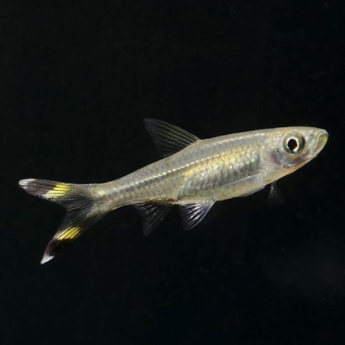Rasbora Trilineata Knipstaart
