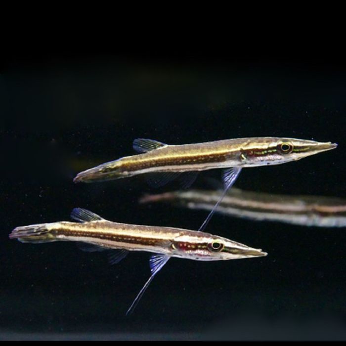 Luciocephalus Pulcher