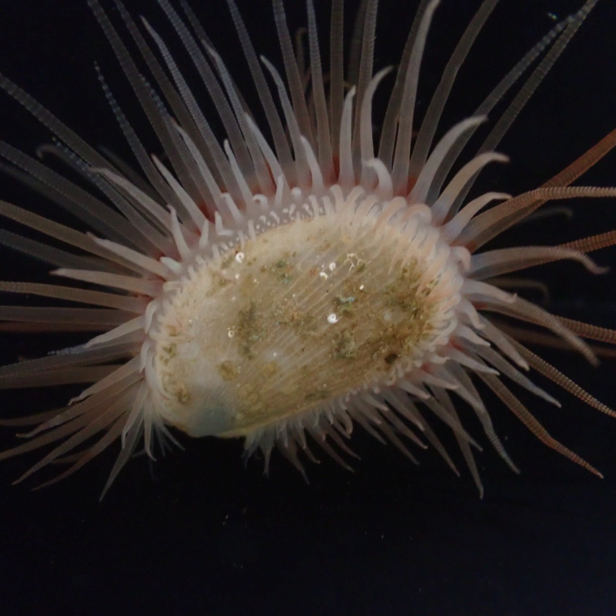 Limaria orientalis - Fire shells
