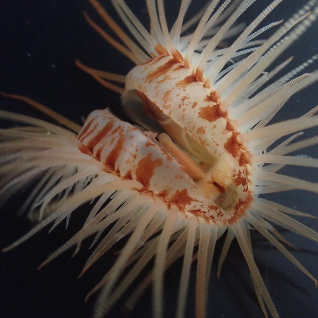 Limaria orientalis - Fire shells