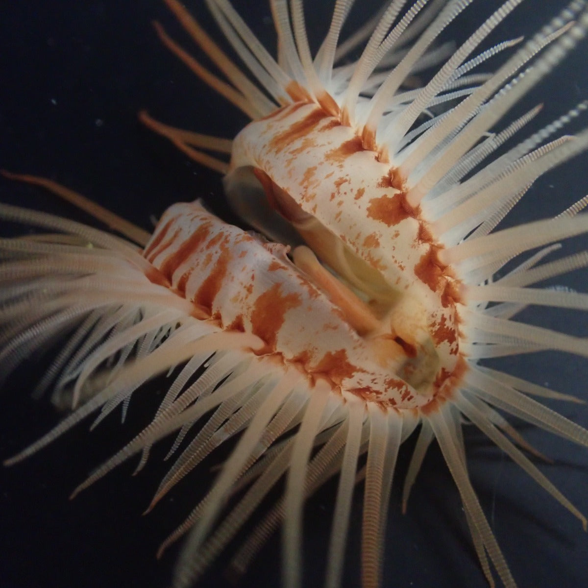 Limaria orientalis - Fire shells