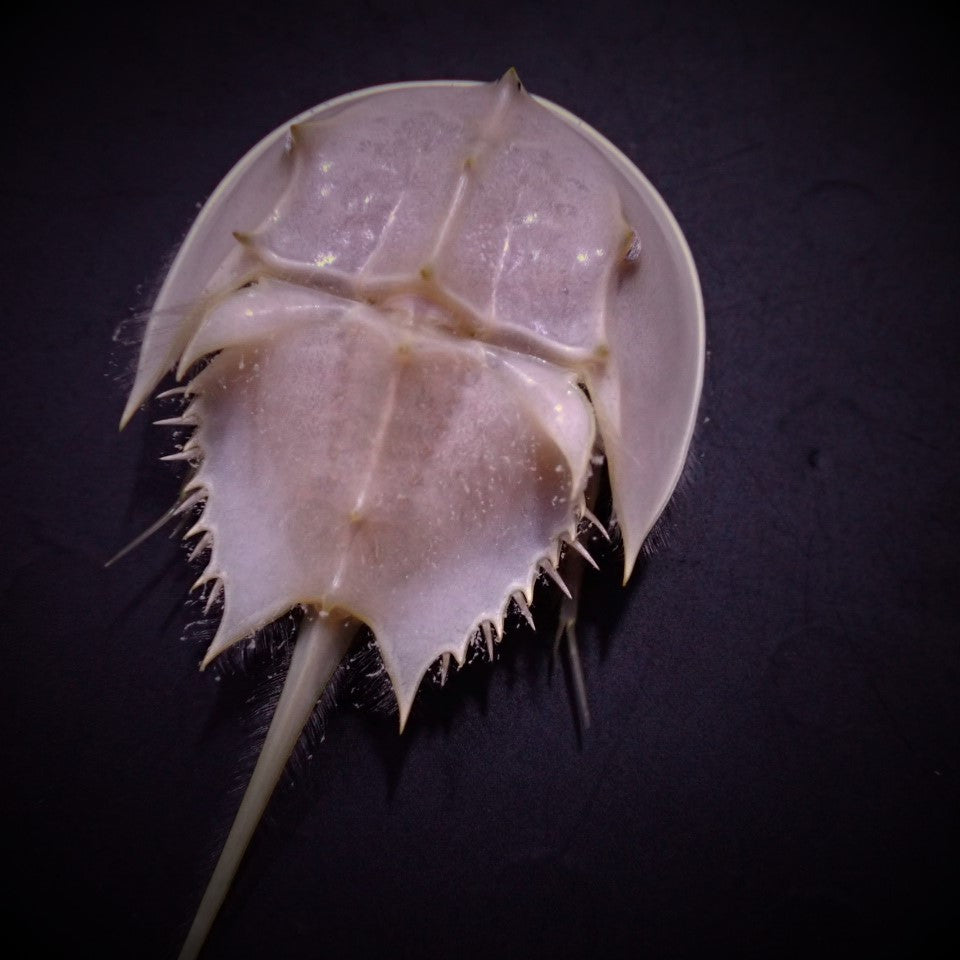 Limulus polyphemus - Atlantic horseshoe crab