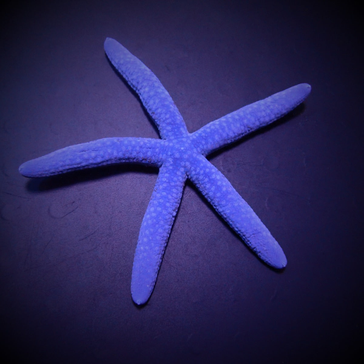 Linckia laevigata - Blue linckia