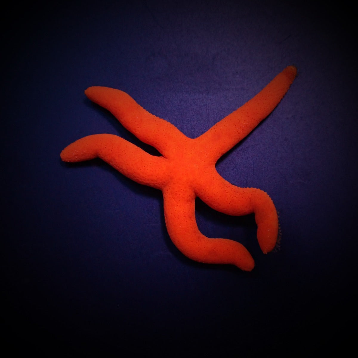 Linckia spp. (Orange/Red) - Orange-Red Linckia