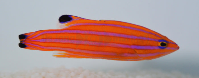 Liopropoma carmabi - Candy Basslet