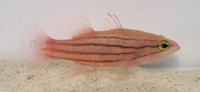 Liopropoma susumi - Susumi Zaagbaars