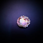 Lithopoma tectum - West Indian Star snail