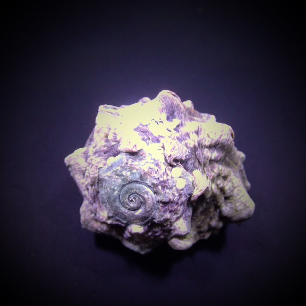 Lunella coronata - Crowned turban shell