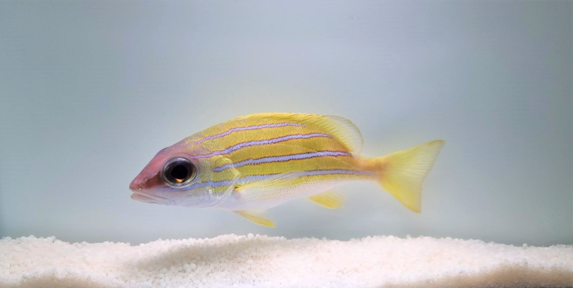 Lutjanus kasmira - Kasmira-snapper