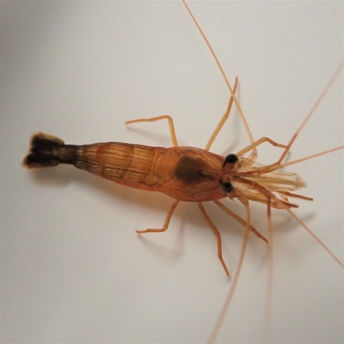 Lysmata wurdemanni - Peppermint shrimp