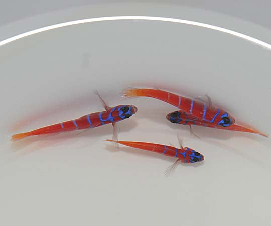 Lythrypnus dalli - Bluebanded goby