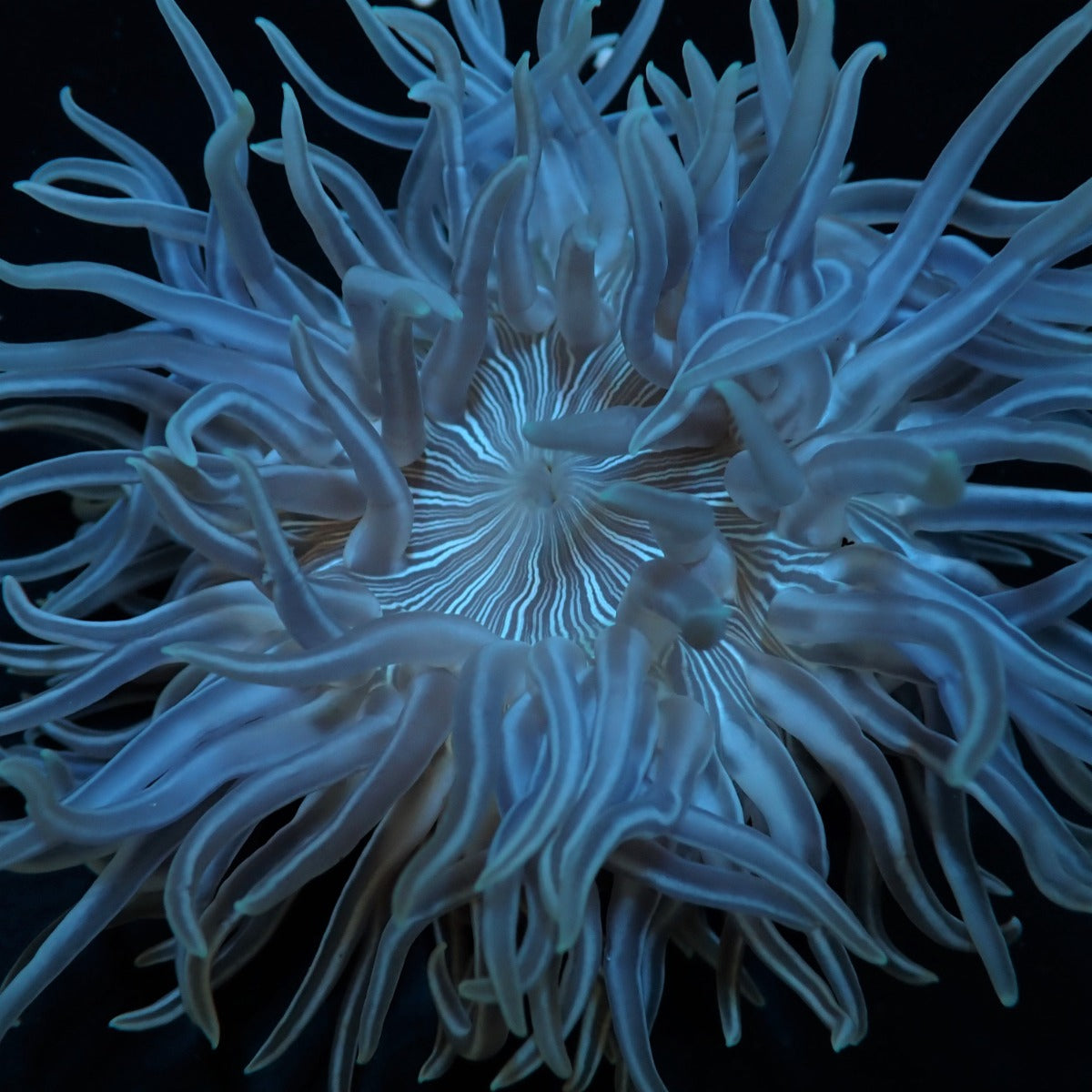 Macrodactyla doreensis - Long Tentacle anemone
