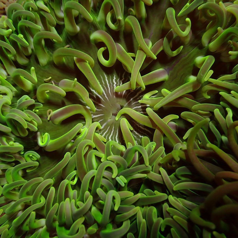 Macrodactyla doreensis (Groen) - Long Tentacle anemone (Groen)