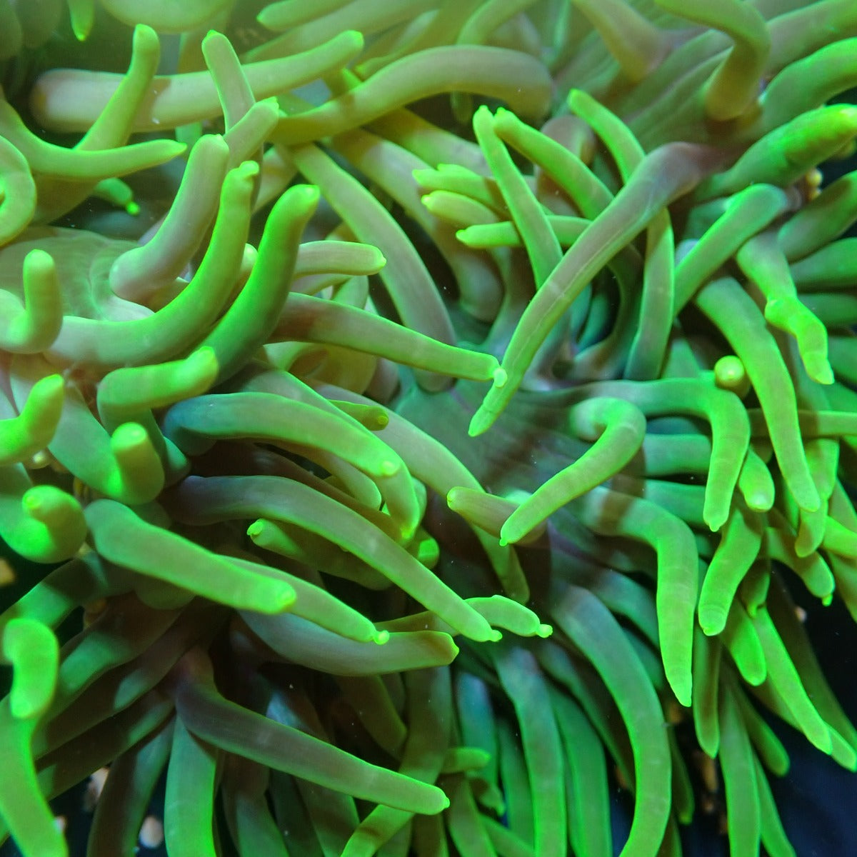 Macrodactyla doreensis (Groen) - Long Tentacle anemone (Groen)