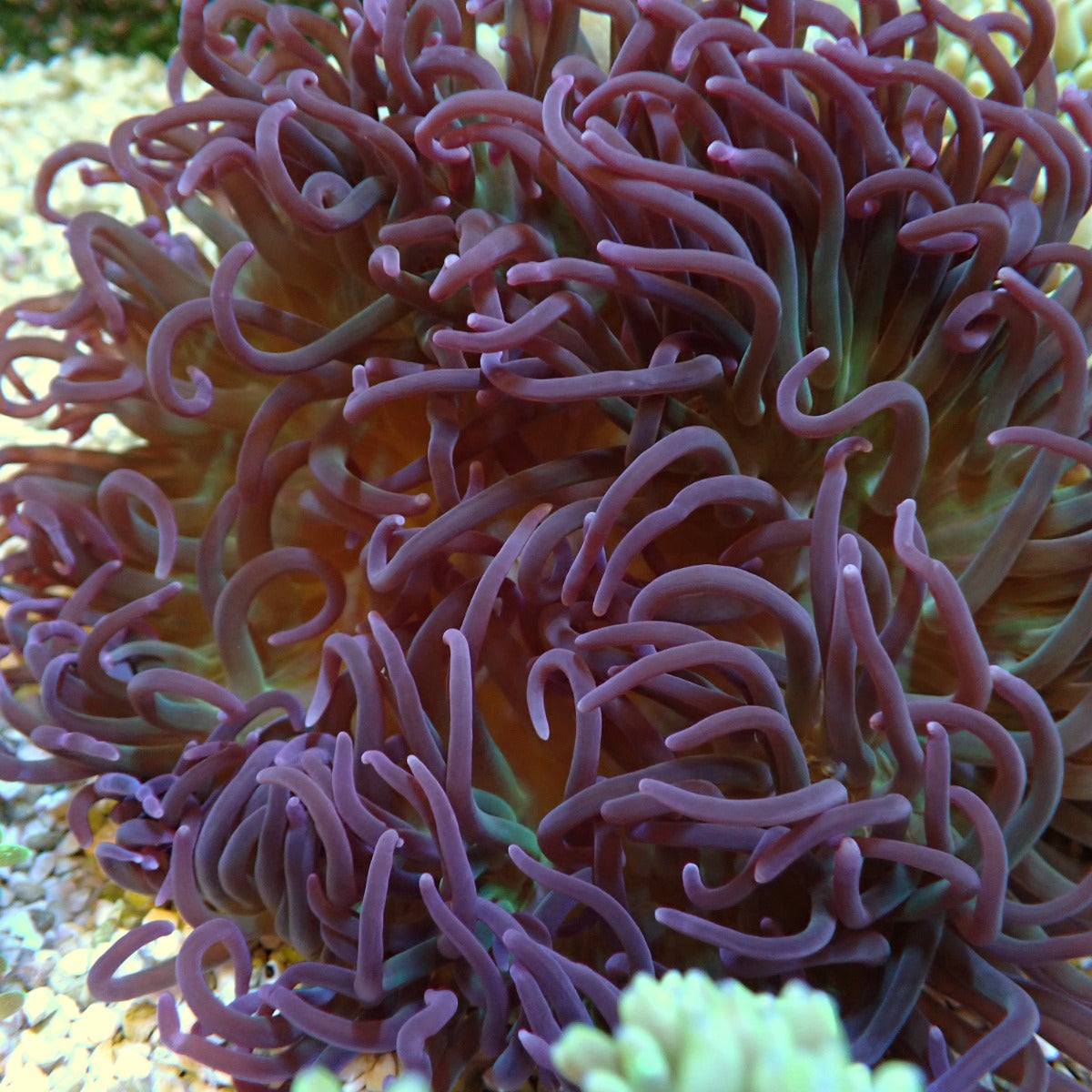 Macrodactyla doreensis (Paars) - Long Tentacle anemone (Paars)
