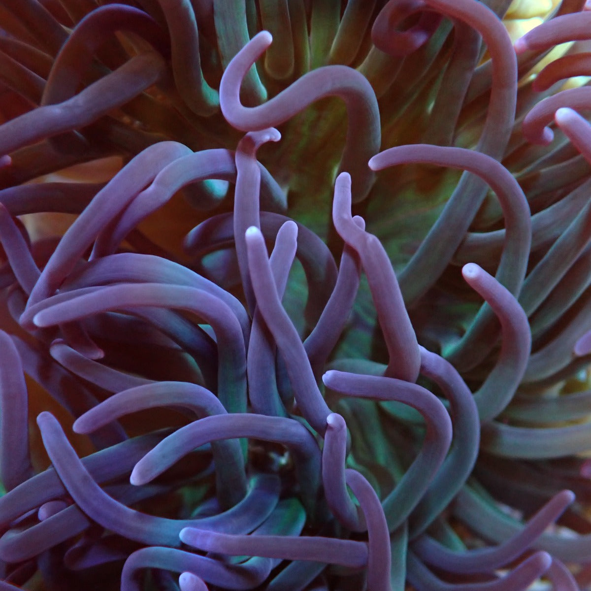 Macrodactyla doreensis (Paars) - Long Tentacle anemone (Paars)