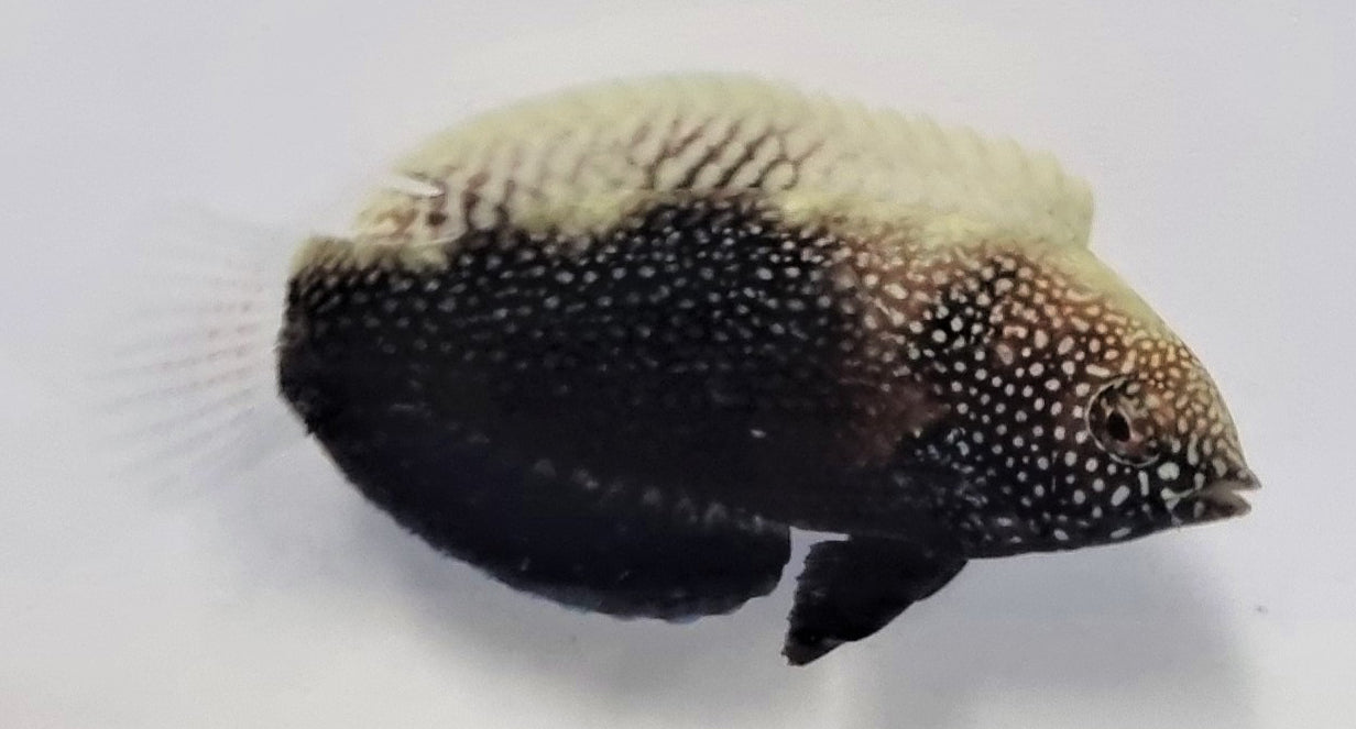 Macropharyngodon negrosensis - Zwarte Panter Lipvis