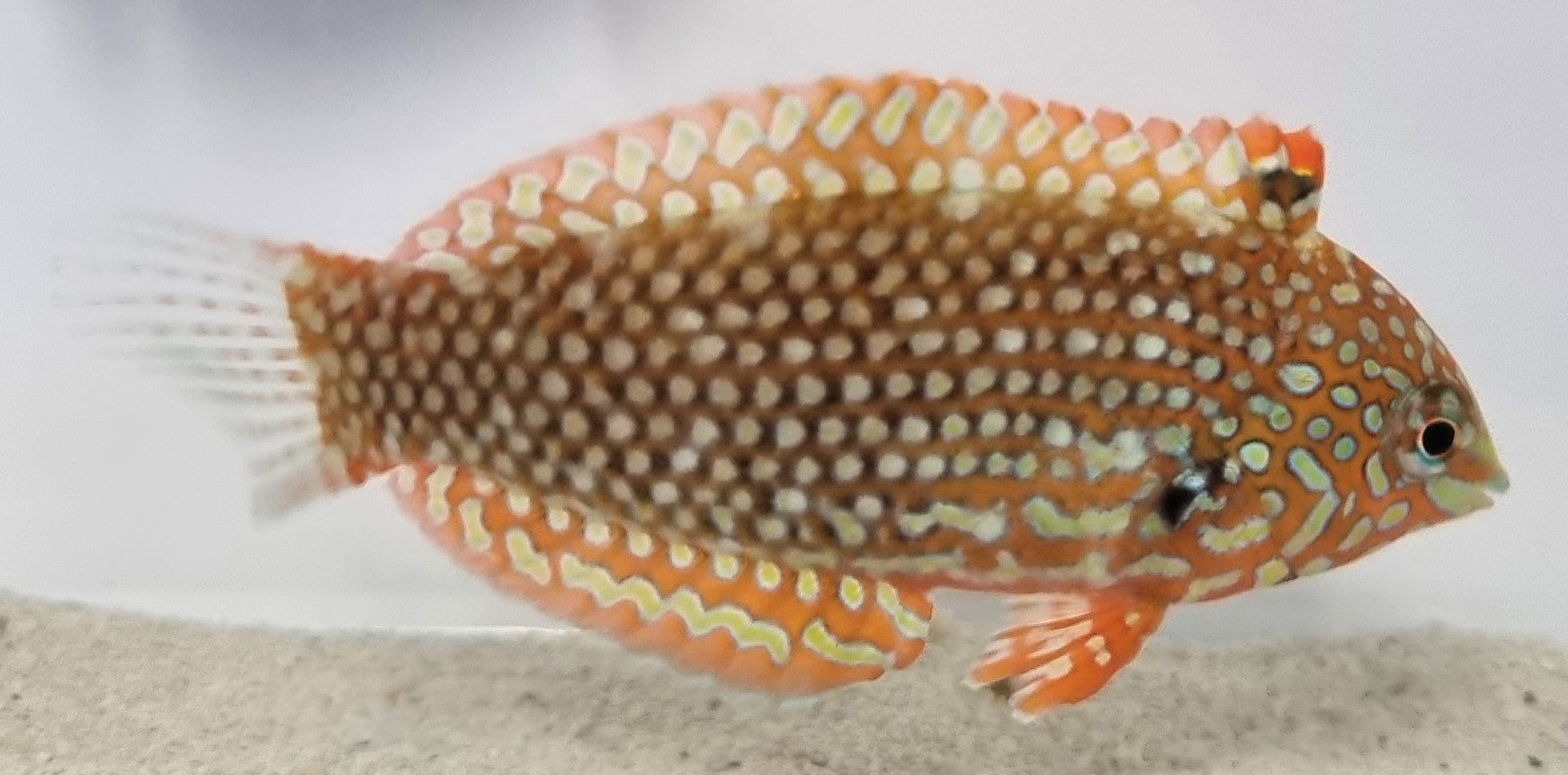 Macropharyngodon ornatus - Valse Diamant Lipvis