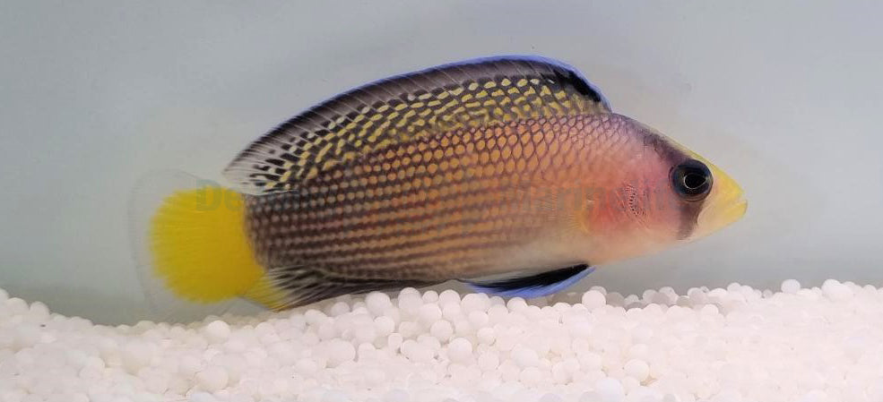 Manonichthys splendens - Splendid dottyback