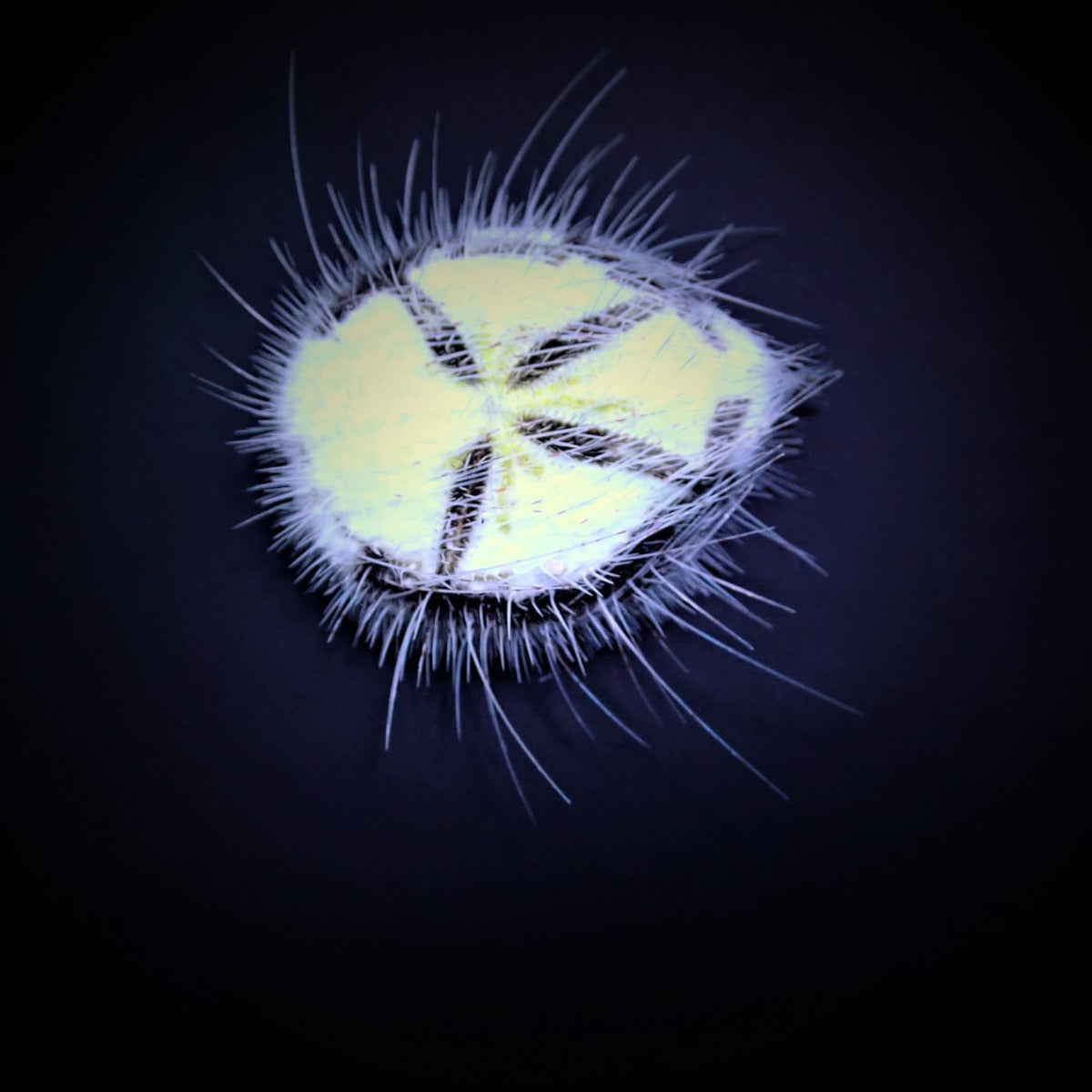 Maretia planulata - Tiny Maretia Heart Urchin