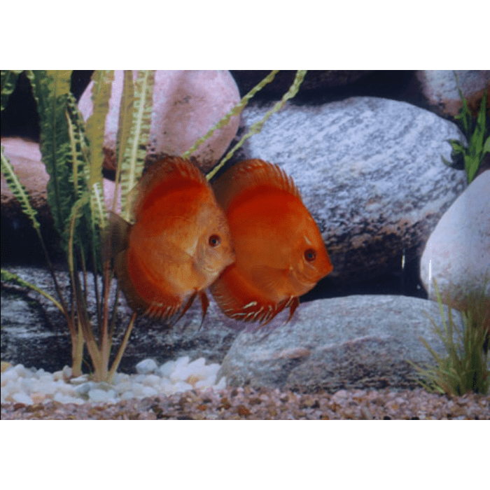 Stendker Marlboro Red Diskusfisch