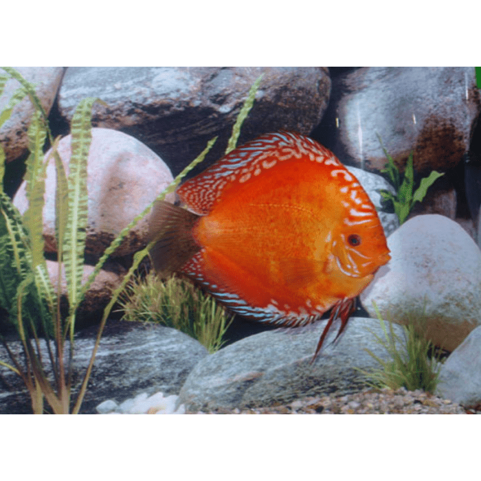 Stendker Marlboro Red Discusvis