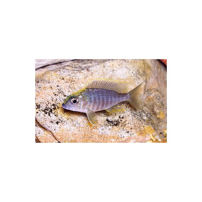 Aulonocara Maylandii