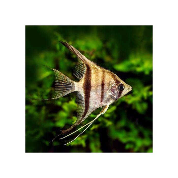 Pterophyllum scalare Maanvis