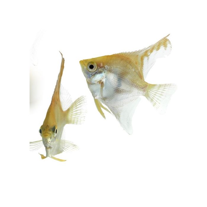 Pterophyllum scalare Maanvis Goud