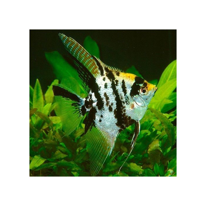 Pterophyllum scalare Marmer Goudkop