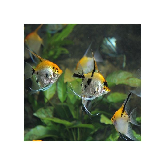 Pterophyllum scalare Maanvis Koi Diamant