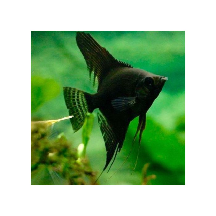 Pterophyllum Sc.pinoy Zwart