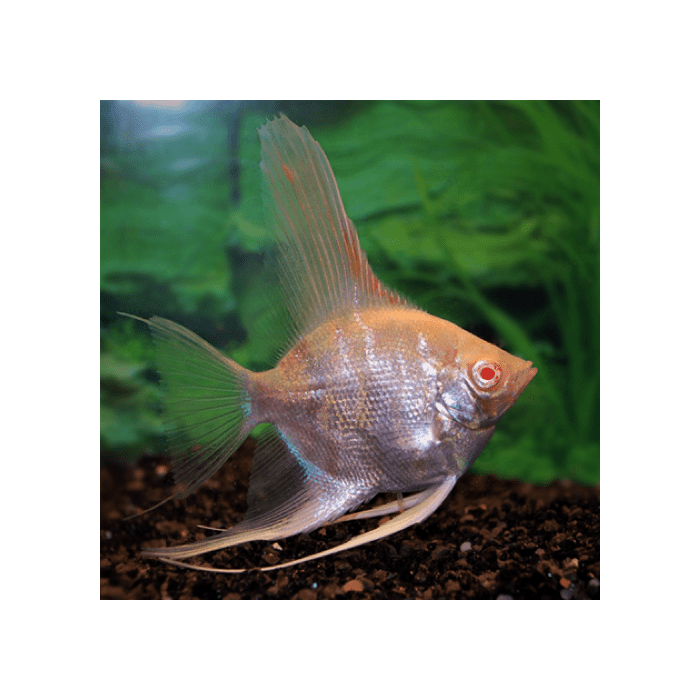 Pterophyllum scalare Maanvis zebra albino